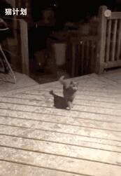小猫第一次看到下雪，拼命想抓到飘下来的雪花…