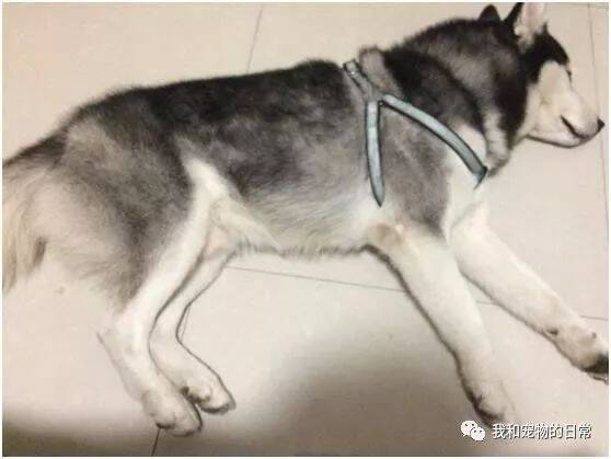 老妈因我怀孕把哈士奇送给奶奶养，等我生完宝宝，发现二哈竟变成了一只哈士猪！