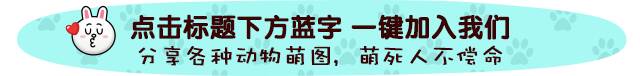看得出来，​​​​这些猫咪现在真的很幸福了！​​​​