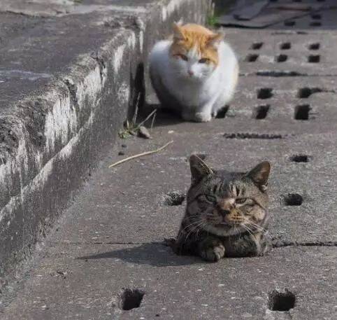 流浪猫失足掉到洞里，一群猫咪来围观，猫：我不要面子啊？