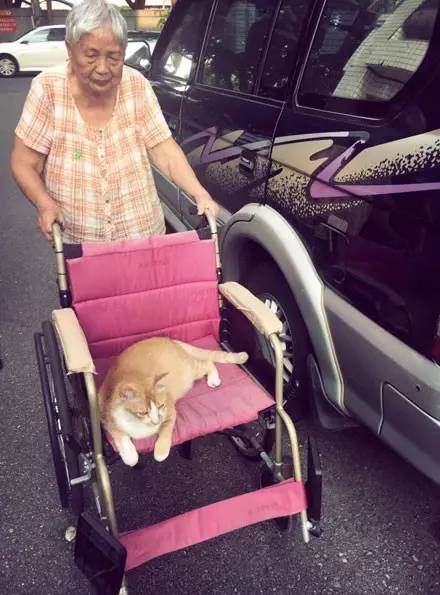 网友说，奶奶养猫之后身体越来越好，连轮椅都不坐了...