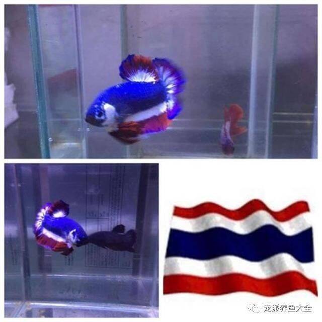 网红斗鱼身披蓝红白泰国颜色，被拍出万元天价！~