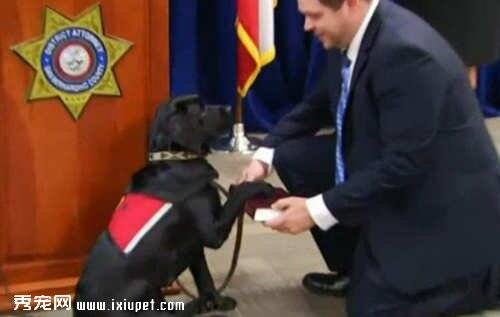 在法庭上服务的两只拉布拉多犬导盲犬