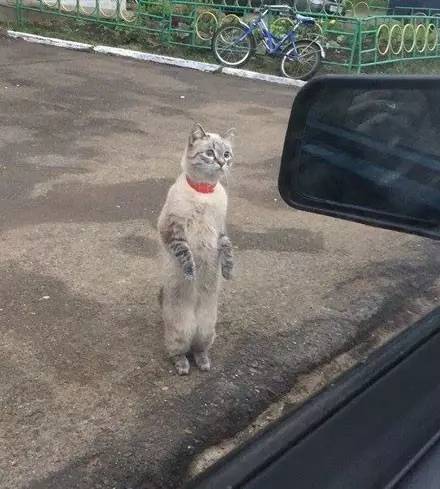 一位出租车司机路遇了一只会打车的猫……
