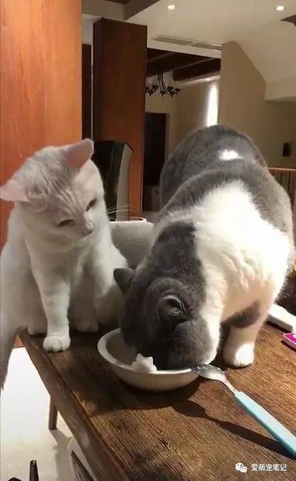 蓝猫一直埋头吃独食，身旁的白猫怎么打都没用，网友：照吃不误！