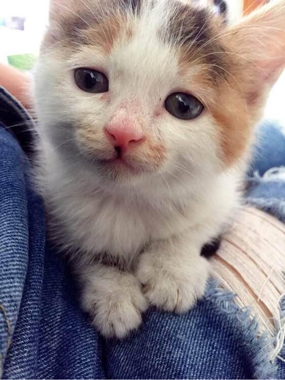 15元买下这只三色猫，驱虫时宠物店老板直呼我赚了
