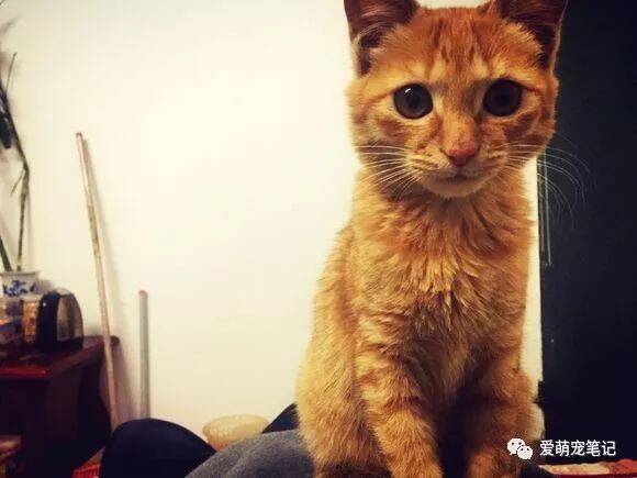 垃圾桶旁捡到一只被遗弃的橘猫，从最初瑟瑟发抖，到如今颜值爆表