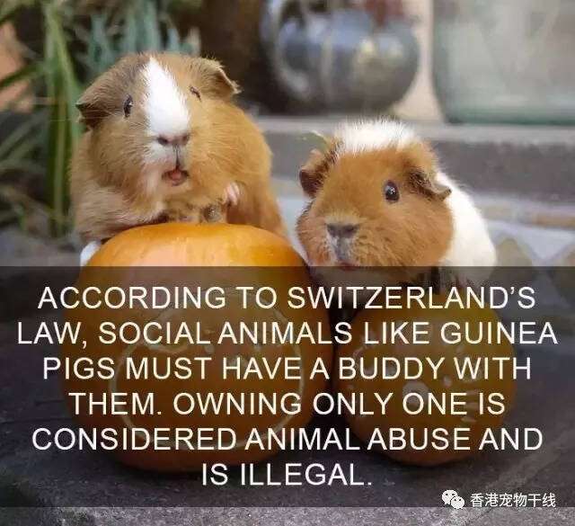 孤单也是罪，在瑞士只养一只荷兰猪是违法的！