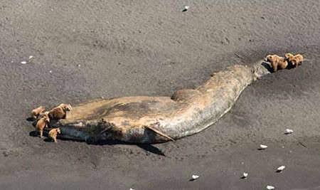阿拉斯加湾巨鲸离奇死亡 棕熊啃食肿胀尸体