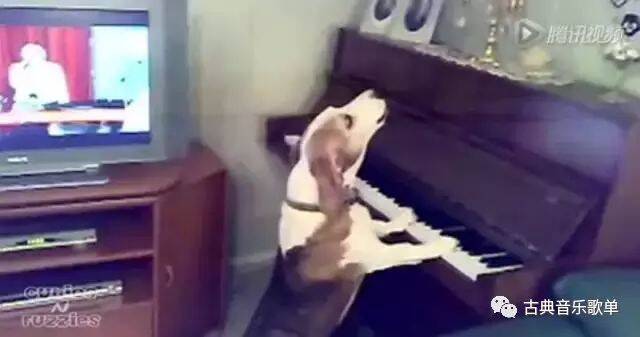 视频丨这是一只逆天的狗：钢琴10级边弹边唱哭诉单身的痛？！