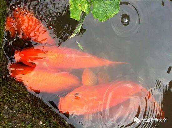 【每日一鱼】荷包红鲤：色泽鲜红、形似荷包！~