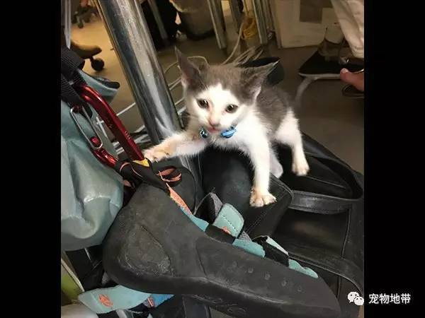 狗狗主人对猫咪严重过敏   但她却做出了这样的选择