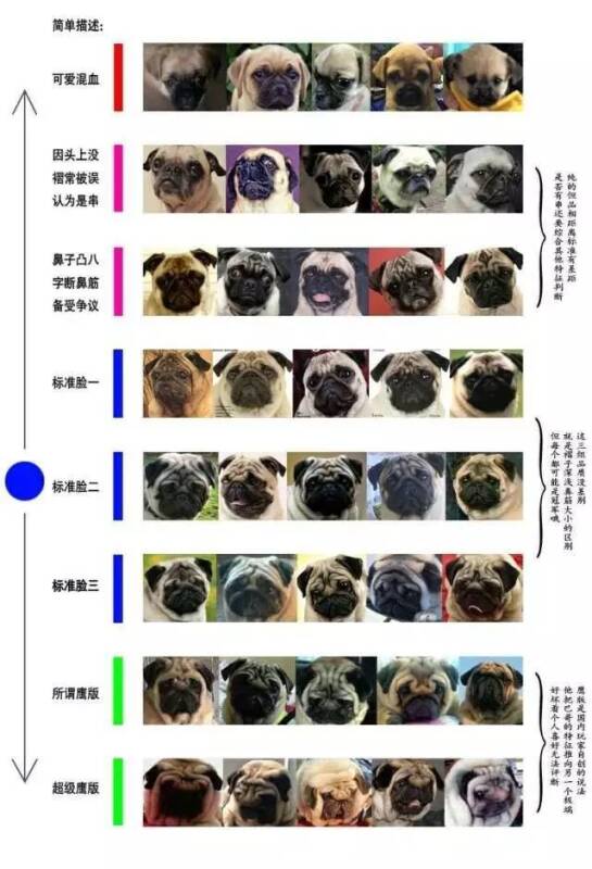 视频 | 价值8000000的巴哥犬来了，鹰版巴哥你怎么看？