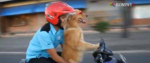 印尼狗狗“驾驶”摩托车与主人兜风 技术获赞(图)