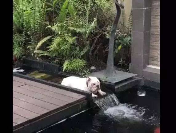 狗狗趴在水道上面，把水道给堵住，这是在散热吗？