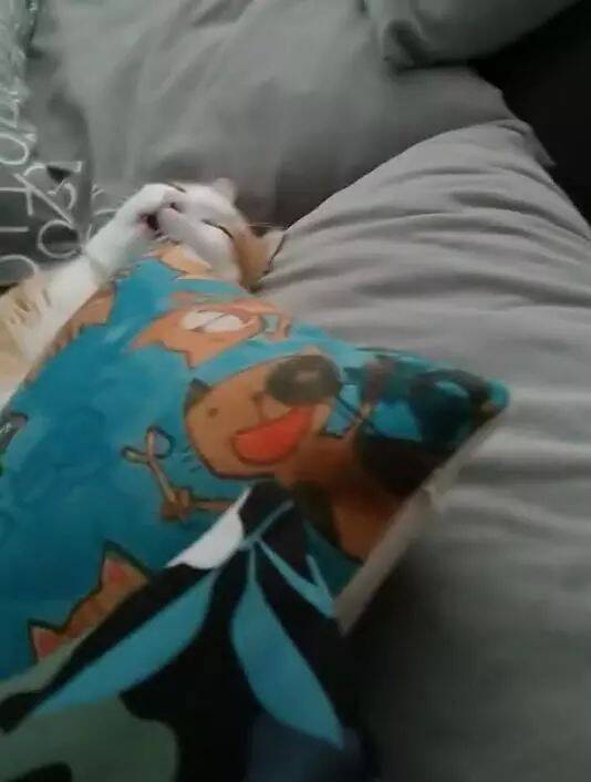 猫咪做绝育还没醒，被主人丢在沙发上，晚上到家一看：这猫死了？