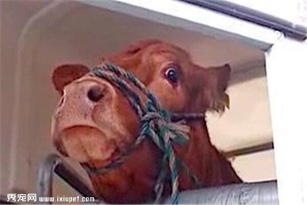 这只心中充满恐惧的牛一直流眼泪，终于找到了自己的家！