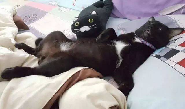 这只黑喵，睡觉时的表情实在太过分了