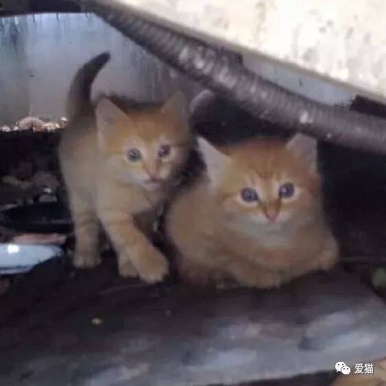 网友在下水道救了2只橘猫，一年后有人想花1万买下，他不同意！