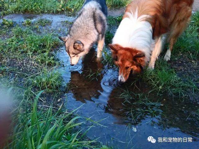 哈士奇是雪橇犬，你却让它和牧羊犬在一起，分分钟尸骨无存啊！