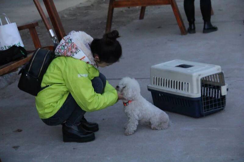 宠物行为美容师|学习宠物驯导，找圣宠宠物训犬学校