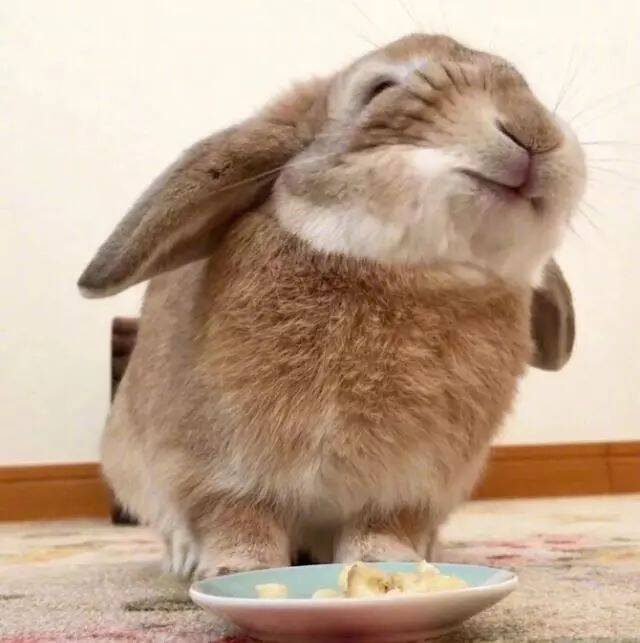当小兔兔尝了一口香蕉的味道以后，就给香蕉跪了，笑翻了！