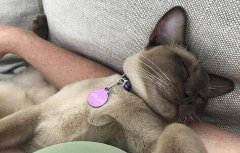 澳洲一宠物猫躲进洗衣机打盹, 清洗12分钟后奇迹存活!