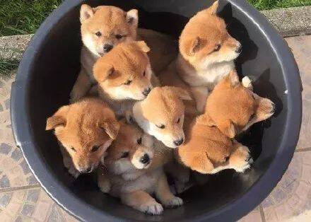 这位客人，你点的犬家桶已经到了，记得好评哦~