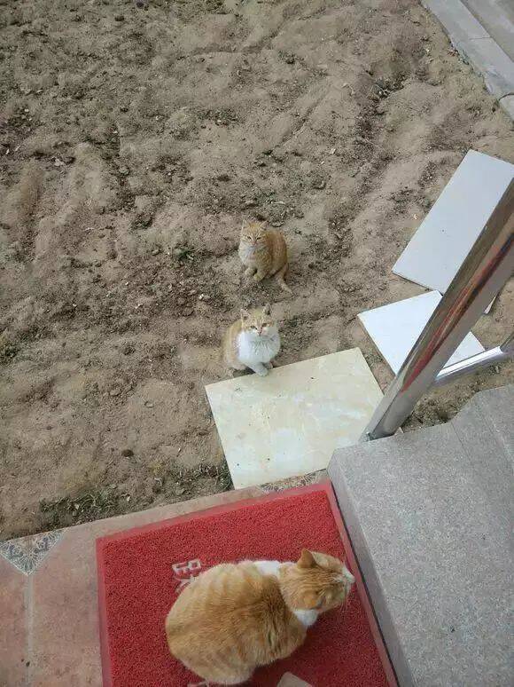 在门口喂了一次流浪猫，就被讹上，清一色橘猫，养不起啊