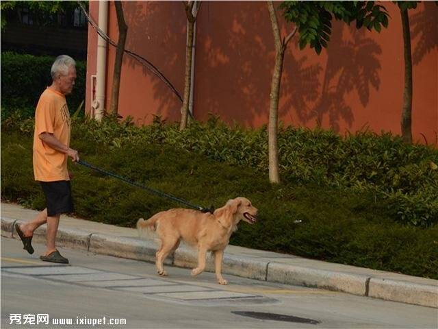 如果这些都接受不了，还是别养狗了！