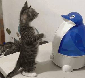 自从买了一个企鹅形状的加湿器后，家里的猫主子竟学会了站立…