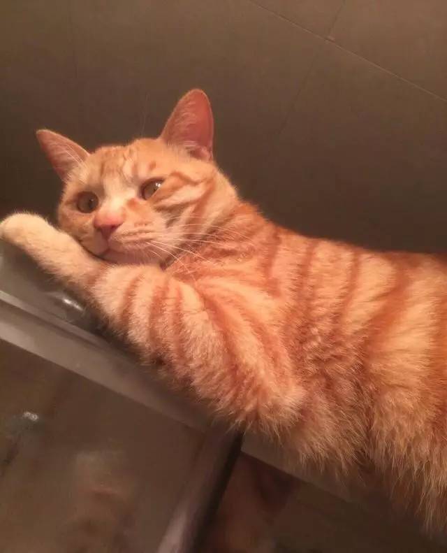 橘猫爬到浴室上“偷窥”主子洗澡，这嫌弃的样子是几个意思嘛