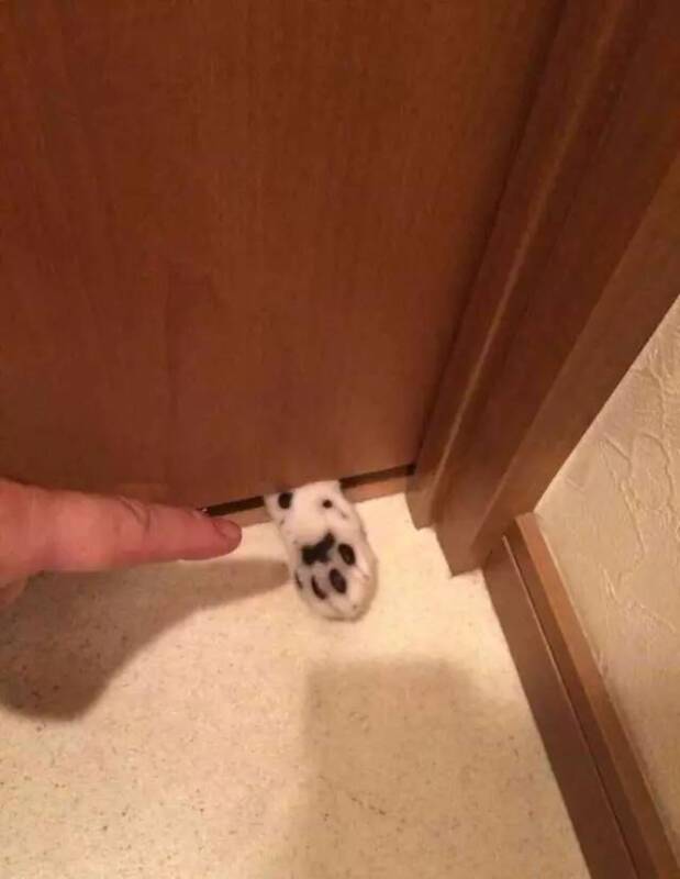 暗藏杀机的小肉球