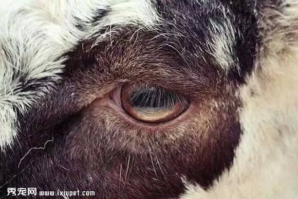 摄影师拍摄一组《哀伤之眸》图片 倡导保护动物！