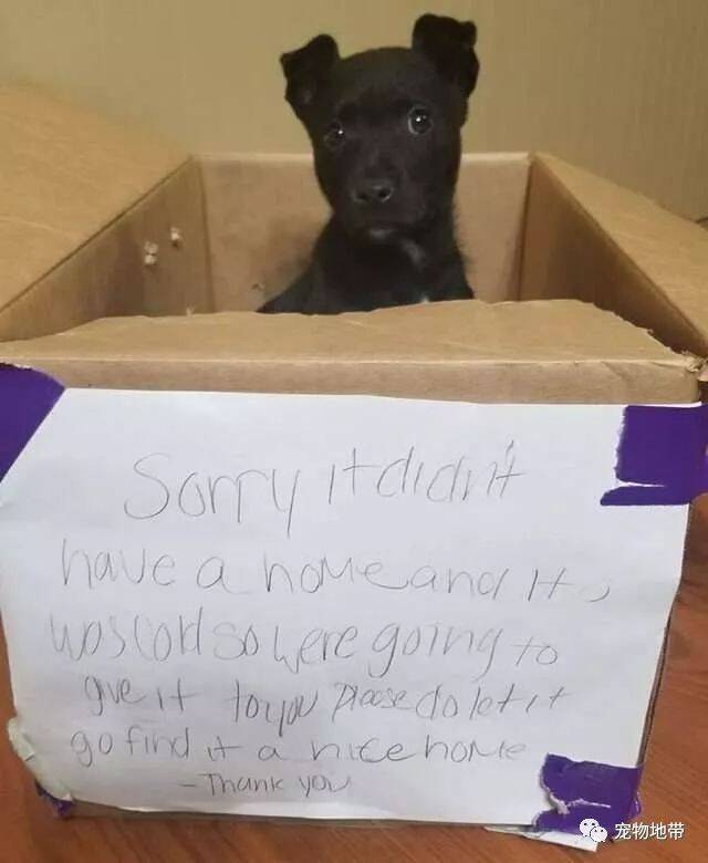 被遗弃的小狗狗：纸箱上的纸条写着“请帮它找个家”
