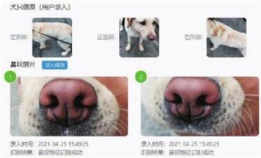 宠物鼻纹识别在线办犬证,已“上户”狗狗芯片植入率82.5%!