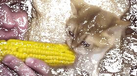 主人在吃玉米，两只猫咪也来凑热闹，但后面那只……