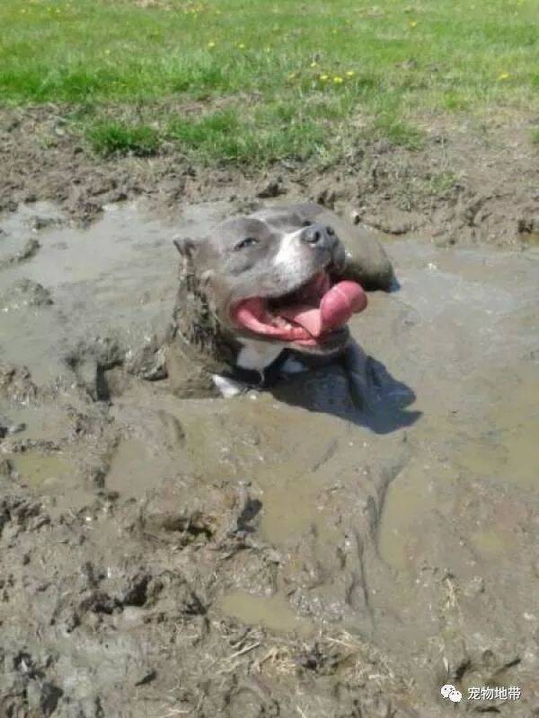 看完这些照片，下次你还敢让狗狗靠近泥巴吗？！