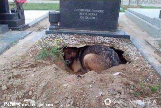 主人墓地被狗狗挖了一个大洞，没想到结局让人如此心疼！