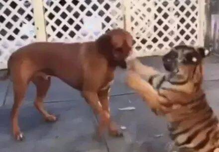 狗狗见老虎过来，它一爪把老虎按在地上打，这狗可以吹一辈子了！