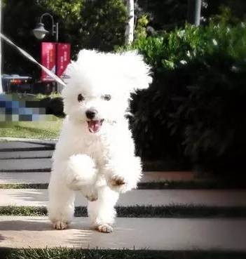 学会这些，你家狗就是大家口中：别人家的狗狗....