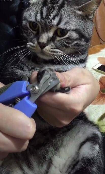 主人给美短猫剪指甲，一脸的无可奈何，猫：大拇指是我最后的尊严
