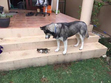 网友捡到一只小奶猫，本来还担心会不会和家里二哈合不来，结果……