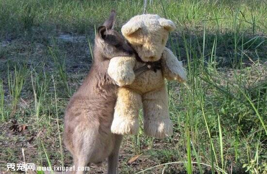 失去父母的“孤儿袋鼠”wallaby拥抱泰迪熊取暖