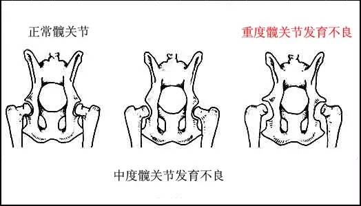 狗狗脚不敢着地|瘸了,可能包括哪些原因?