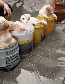 主人给狗狗们洗澡，为了省时省力，直接一狗一桶！哈哈！