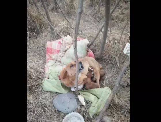 流浪狗母子身处荒山，天寒地冻，好心人却不敢帮助它们一家