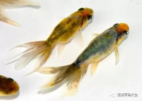 耗时40年，日本九旬老人成功繁育出绿色金鱼