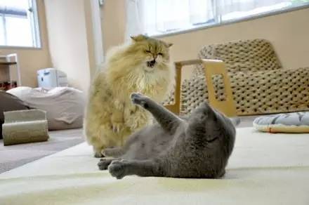 家里的两只猫经常打架，直到有只猫剃毛后，画风突变...
