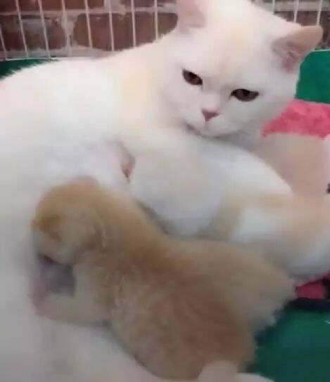 猫妈正在喂奶，主人想抱走一只小奶猫，结果猫妈的反应扎心了！